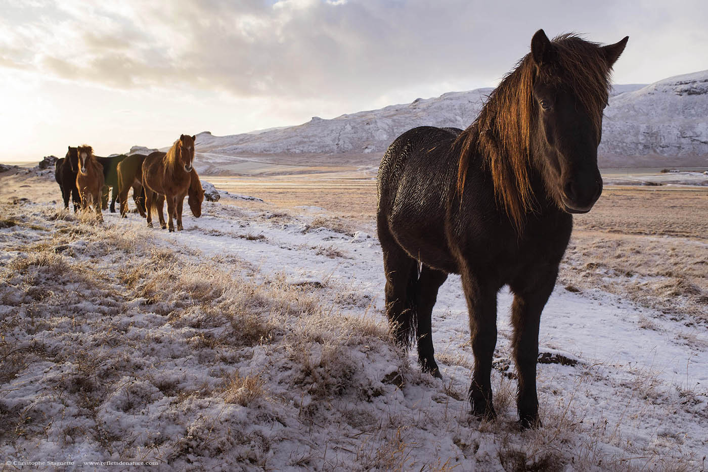 cheval islandais hiver loading=